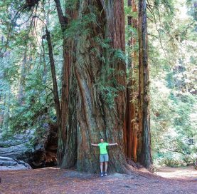 Person by giant tree on Oregon Coast to Crater Lake Bike Tour