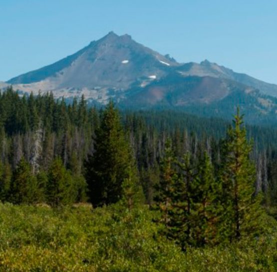 Pine trees and mountains on the Oregon Crater Lake Bike Tour