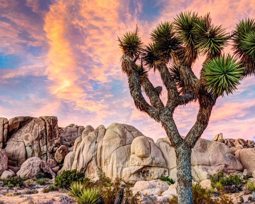 Palm Springs & Joshua Tree Tour