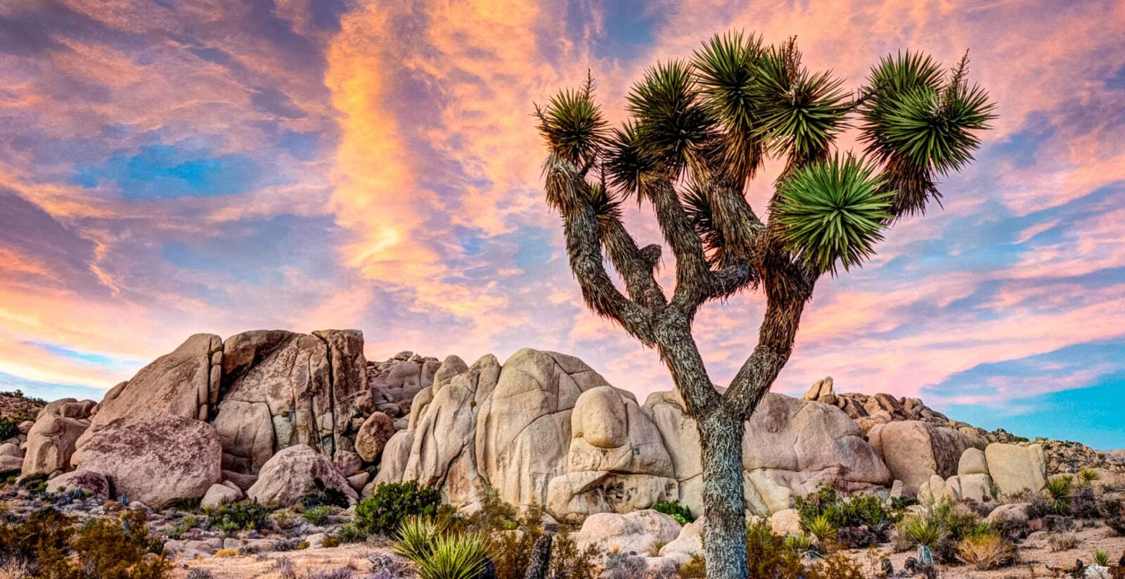 Joshua Tree & Anza Borrego Bike Tour - Bicycle Adventures