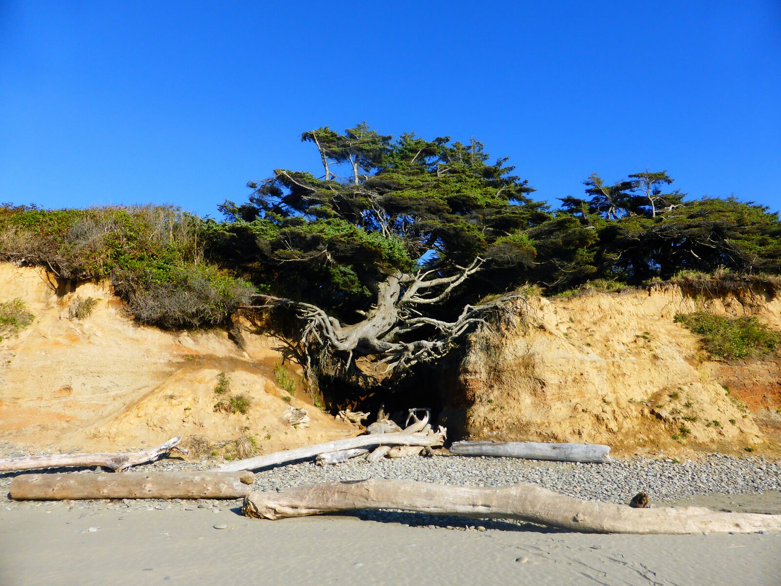 Olympic NP_Tree 2