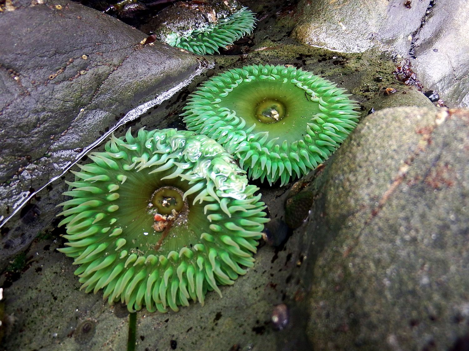 Sea Anemones on Bicycle Adventures' Olympic National Park Hiking Tour. Photo: Guide Chad Maurer