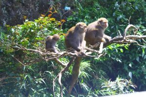 "don't go up that hill," these monkeys seemed to suggest.