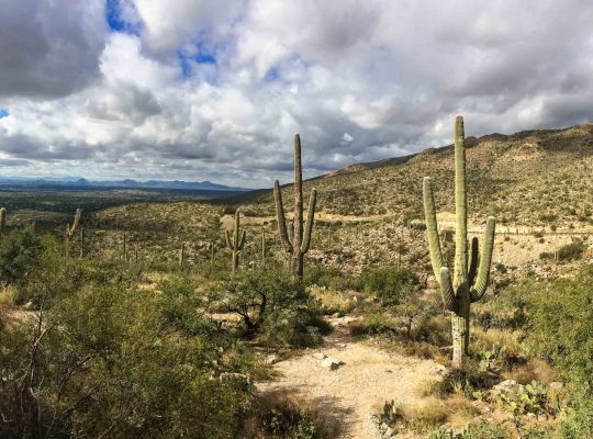 arizona cacti
