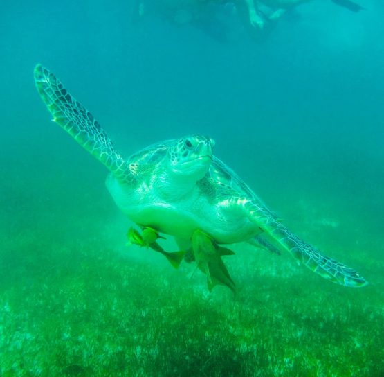 mexico's yucatan sea turtle