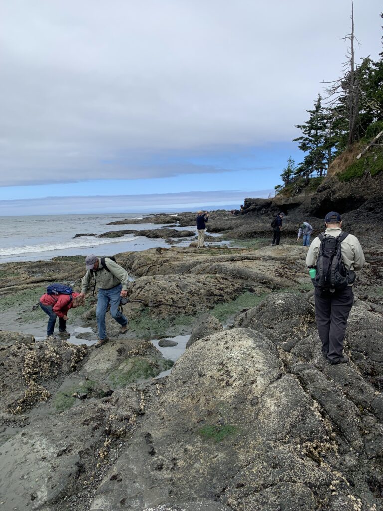 Several people on the Olympic National Park tour walking over the rocky beach to look at small tide pools