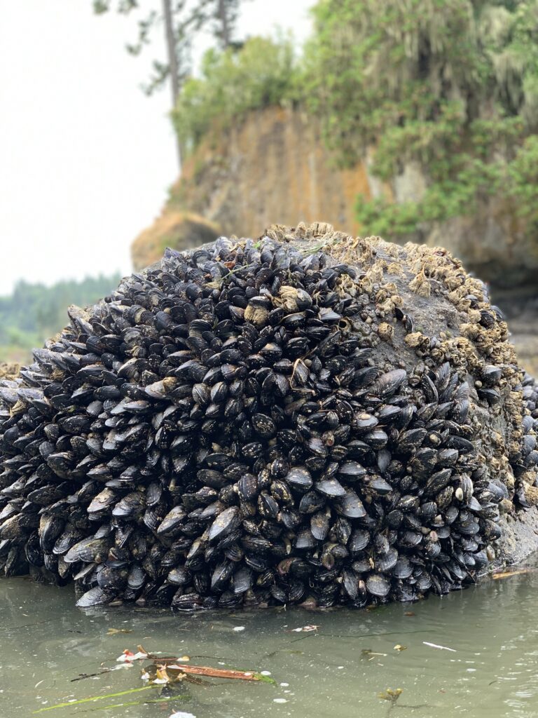 A large boulder on the beach covered with mussels